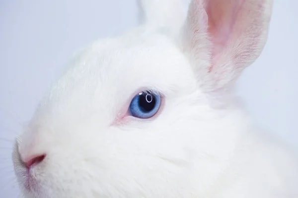 rabbit