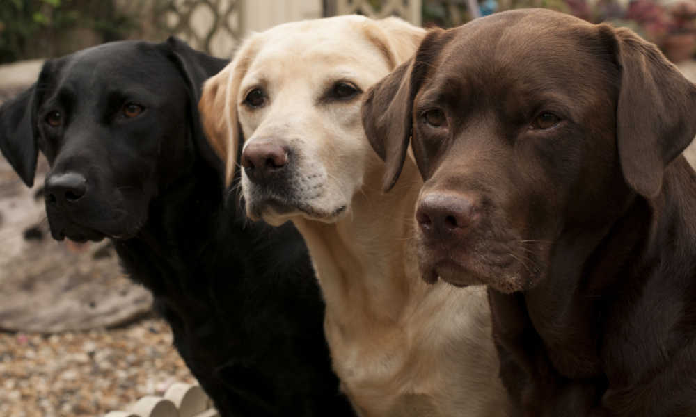 labrador retrievers looking at something