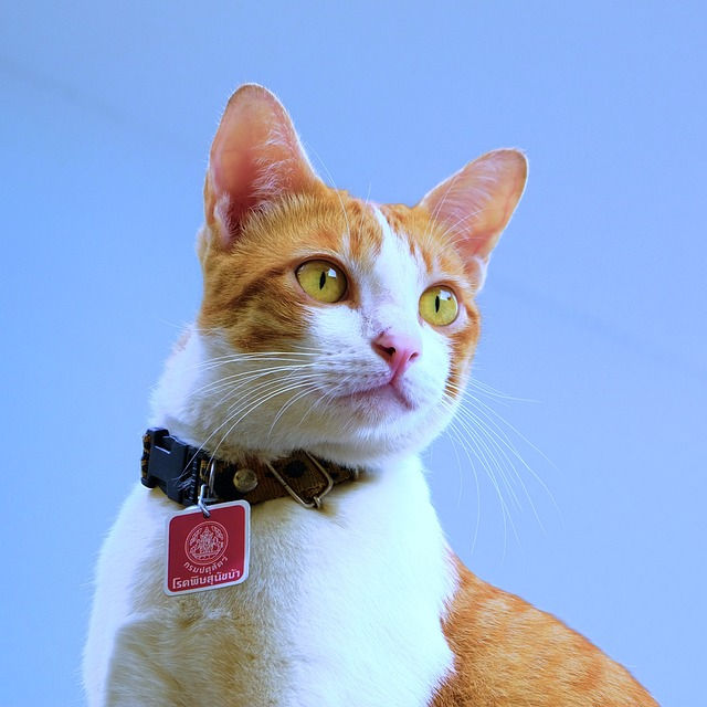 cat, pet, collar