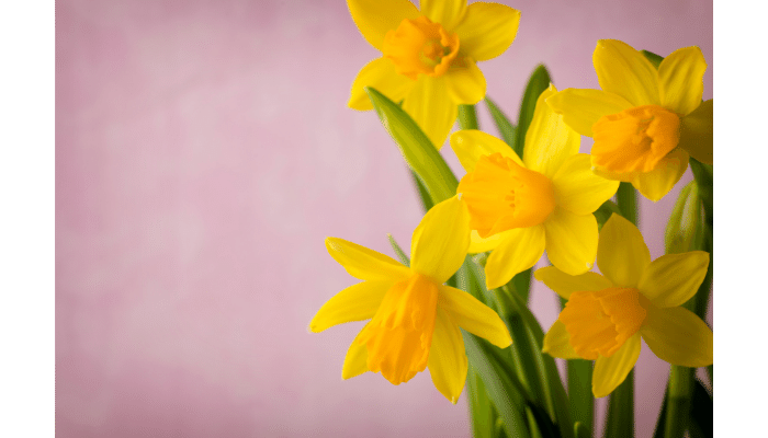 plant daffodils