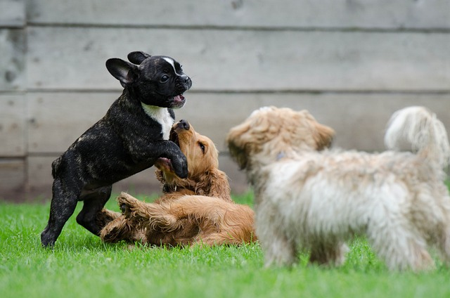 playing puppies, young dogs, french bulldog, most french bulldogs, minimize shedding, poor nutrition, dog food, frenchie sheds,  shedding in french bulldogs, shedding season, short and smooth coat, skin allergies