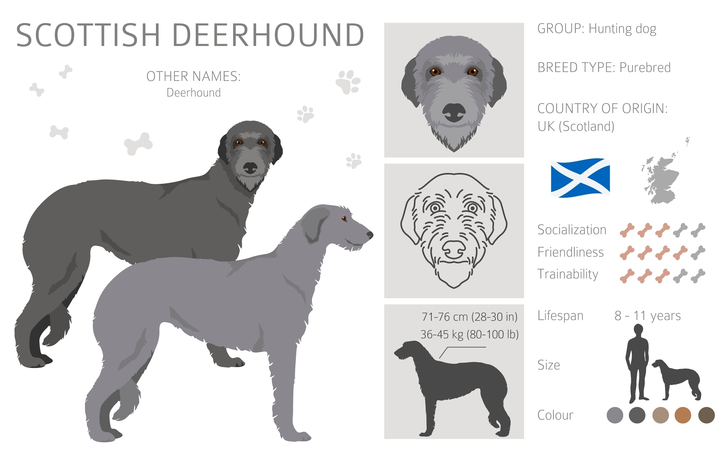 An infographic overview of the Scottish Deerhound