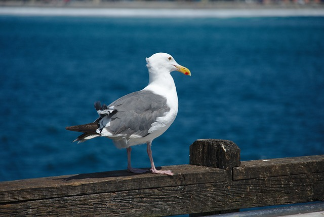 western gull, bird, bird on the pier