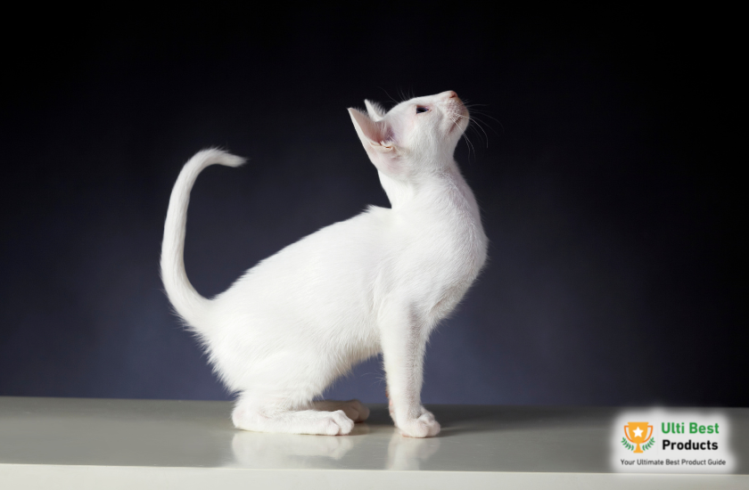 Oriental Shorthair Image Credit: Canva in a post about 26 of The Best White Cat Breeds