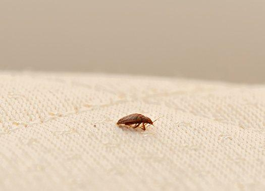 Bed Bug Detection: Unraveling Stealthy Intruders in Bedding