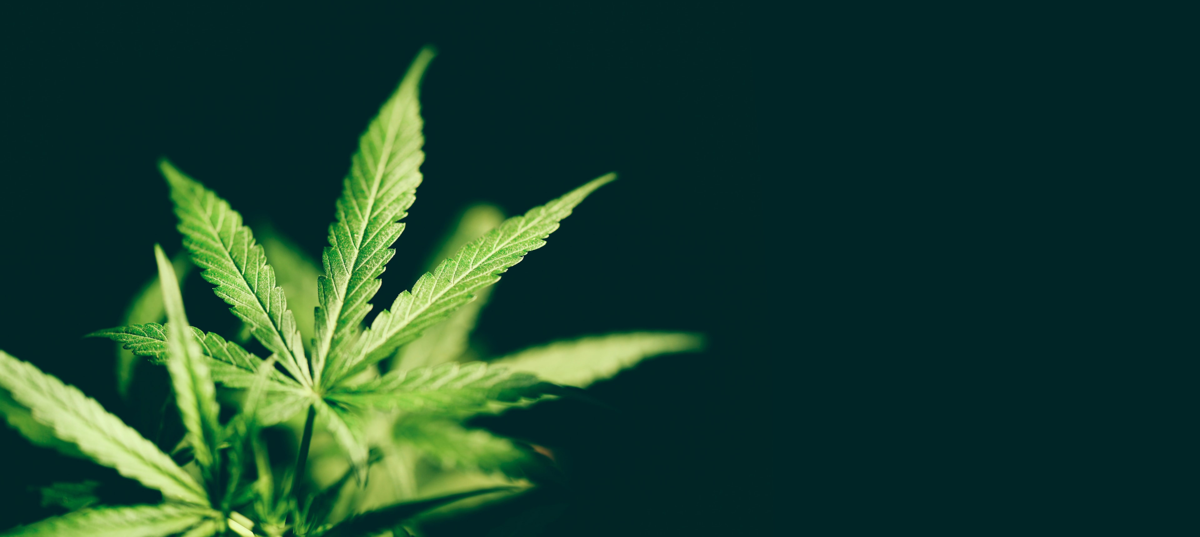 Marijuana is allowed to have a high THC content, whereas hemp cannot. From pre-rolls to regular flower, there is a threshold for hemp-derived THC buds, edibles, and other products.