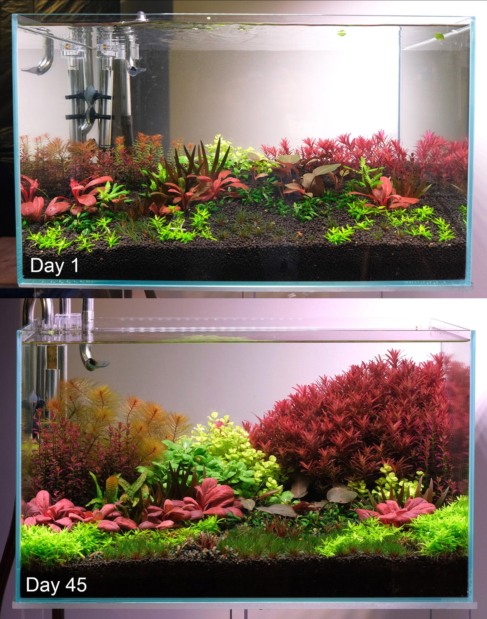 Before and After Picture of freshwater aquarium in Day 1 and at Day 45.