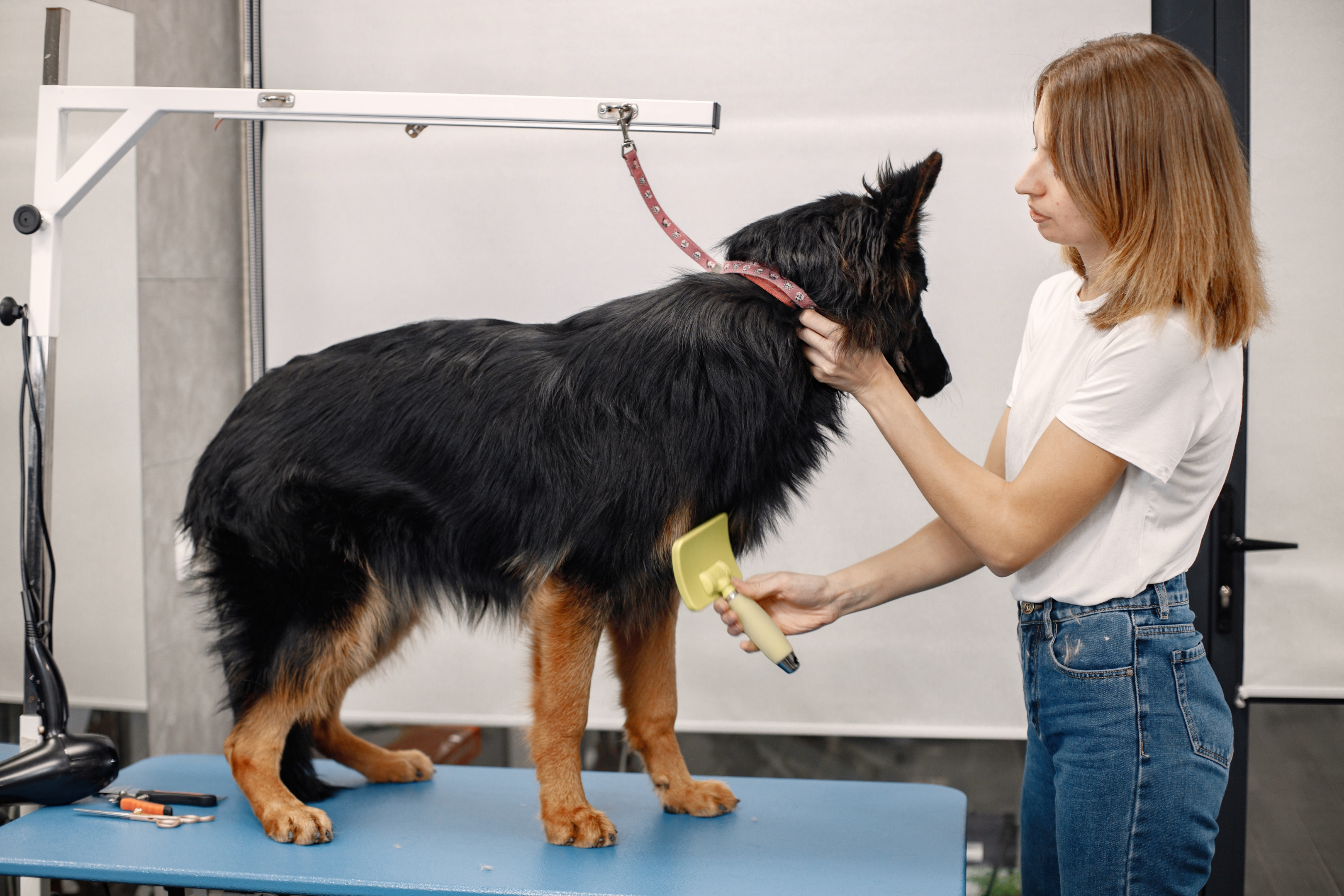 remove matted dog hair, prevent matting, matted hair