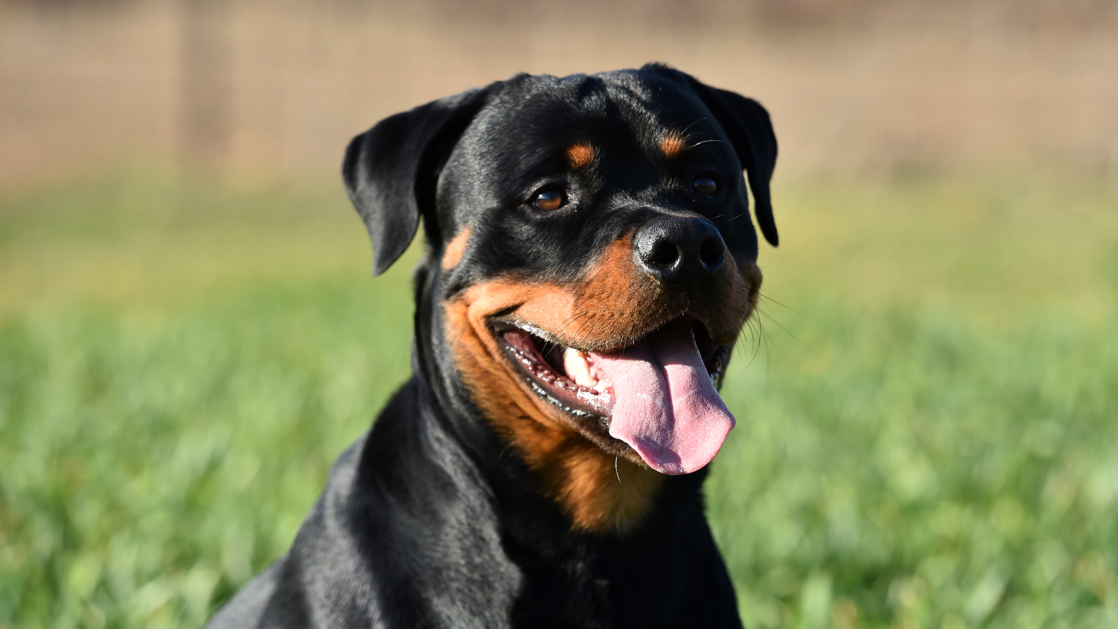 A happy Rottweiler in a large backyard