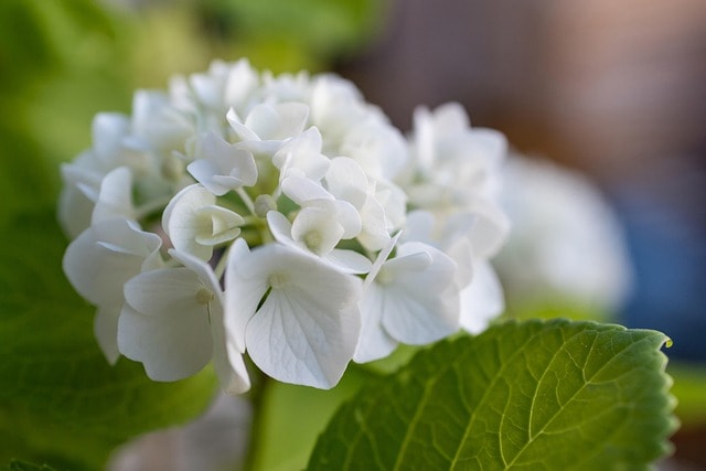 flower, hydrangea, plant, green, macro, nature, flower, flower, flower, flower, flower wallpaper, flower, flower background, beautiful flowers, hydrangea