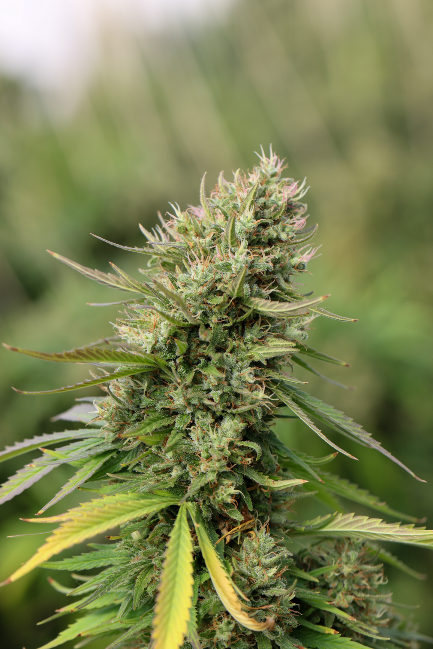 Cannabis farmers have increased their production due to the growing demand for CBD.