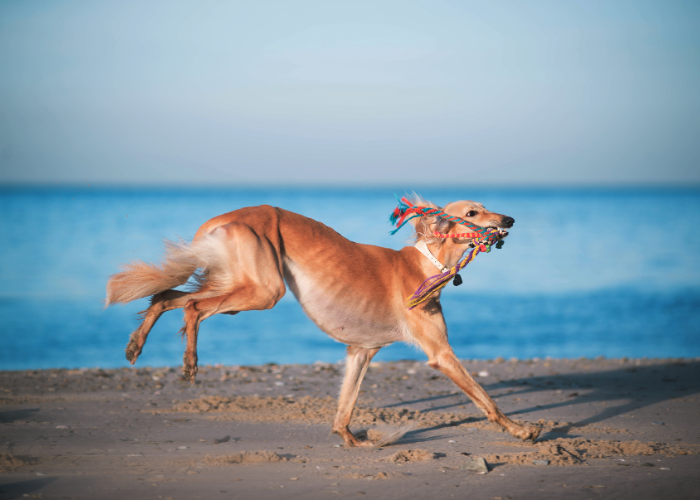 A picture of a big dog breed playing and exercising