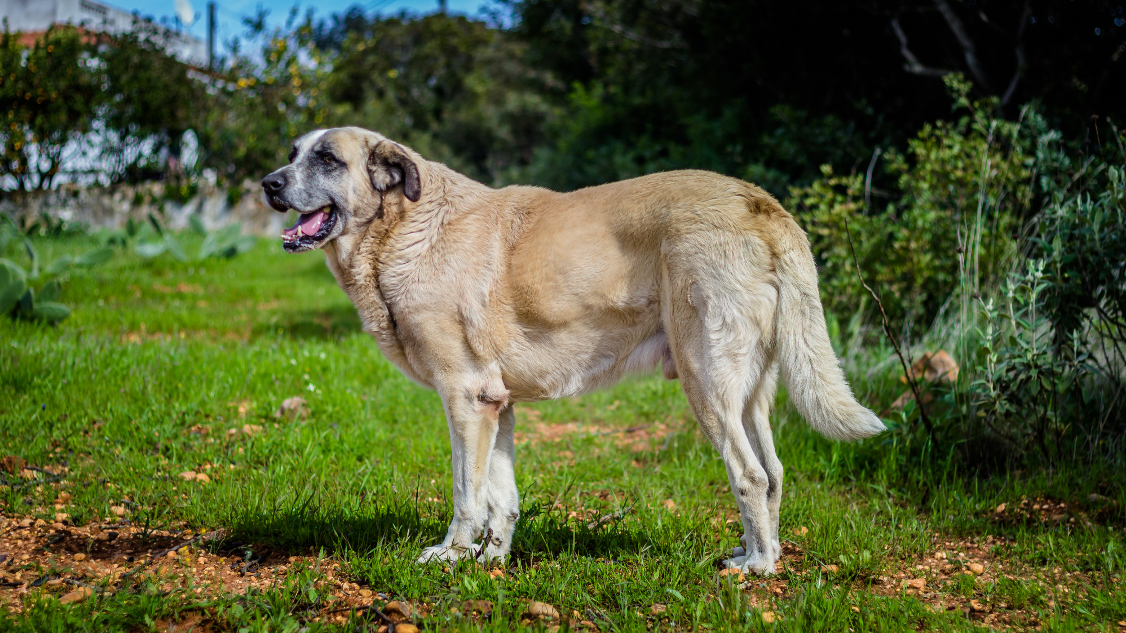 A happy Portuguese Mastiff walking along a trail
