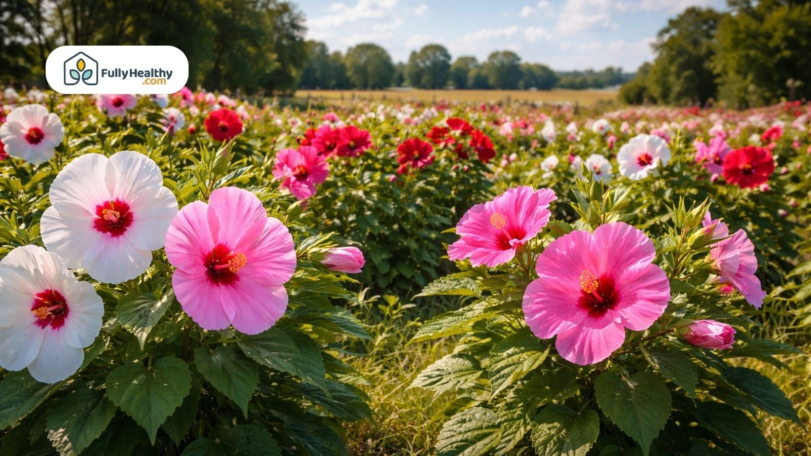 Field of blooming hibiscus in pink white and red varieties
