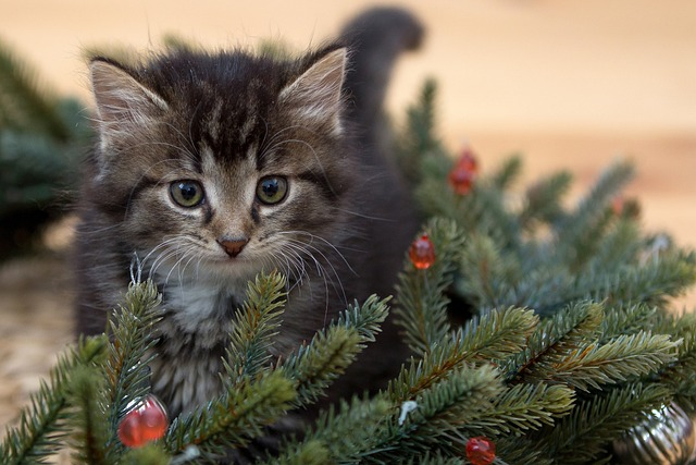 kitten, new year, fir-tree branches