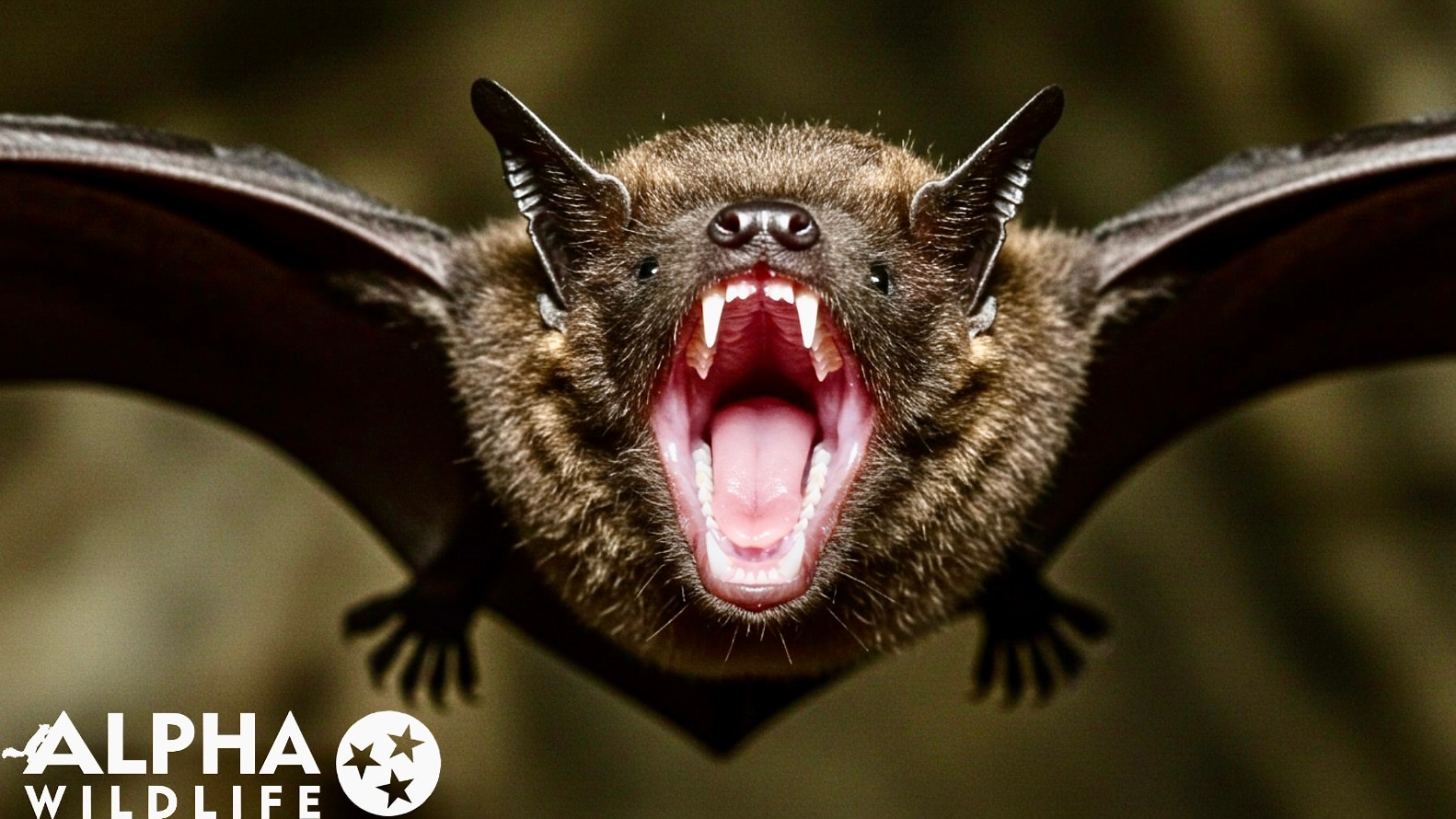 Bat with its mouth open showing it's teeth