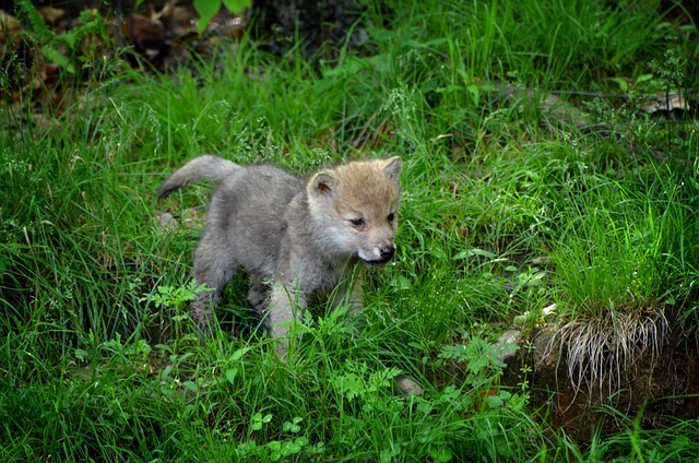 carnivore, timber, wolf