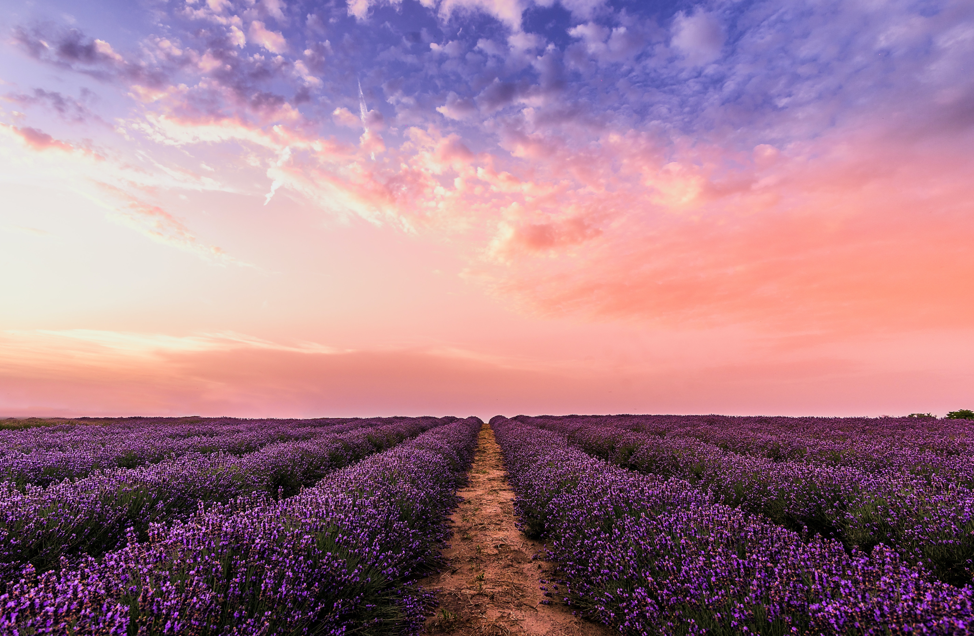 beautiful view of a vast flower field with a blue pink and orange sunset sky