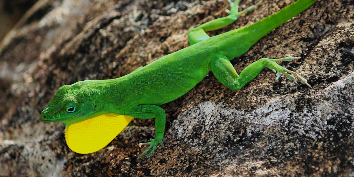 interesting animals in el yunque