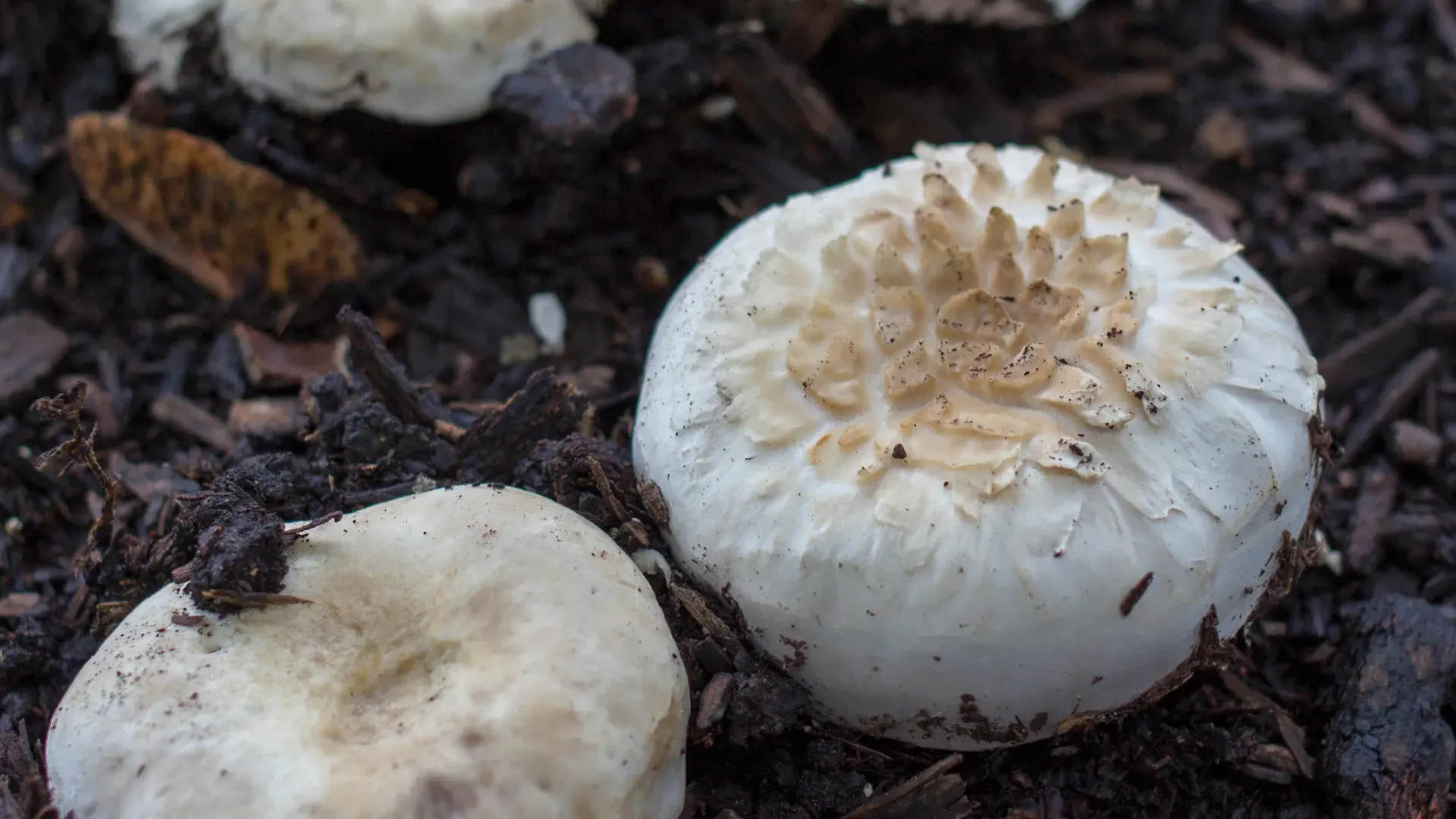 Mushrooms in mulch.