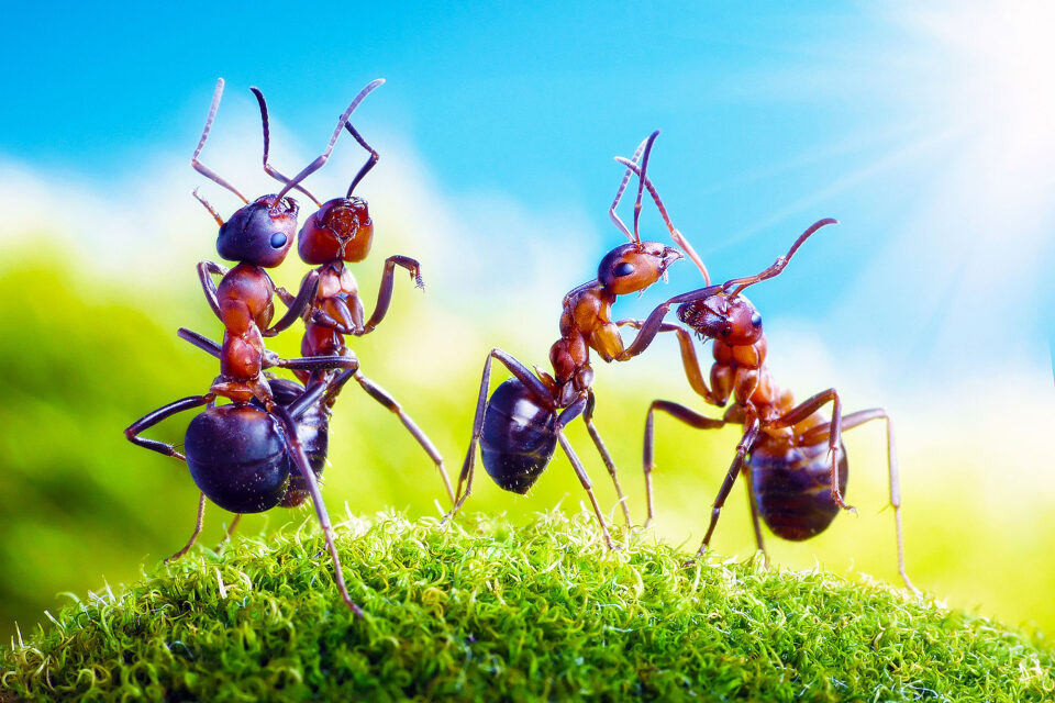 Ant Repellent Discover the Smell That Ants Hate