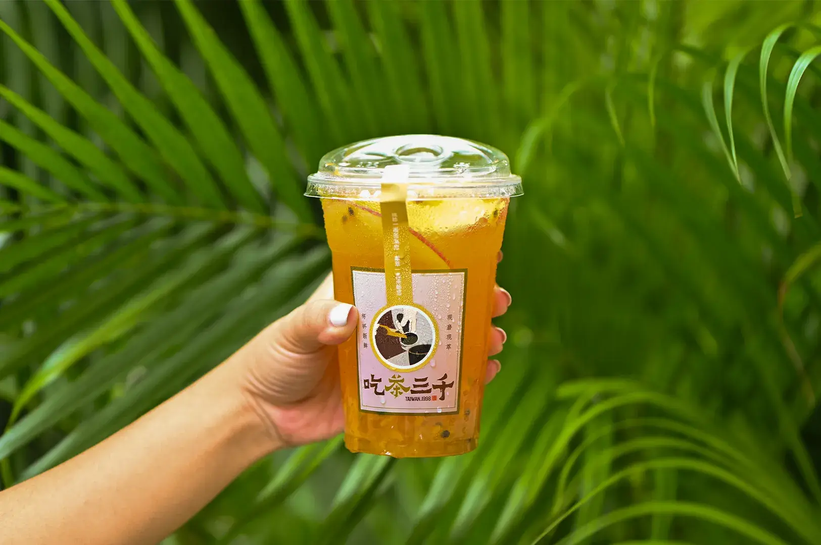 Hand holding a branded CHICHA San Chen iced fruit tea cup against a lush background of green palm leaves.