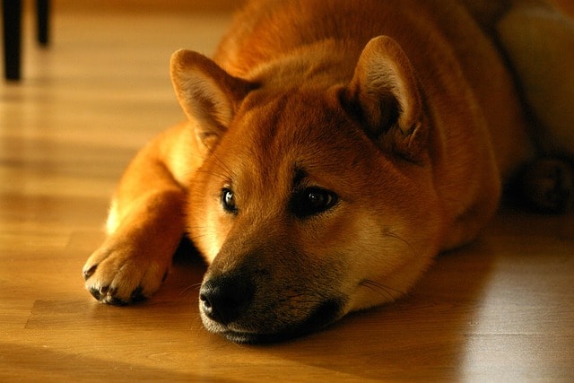 shiba inu, dog, smile, portrait, animal, lay down, shiba inu, pet, shiba inu, shiba inu, shiba inu, shiba inu