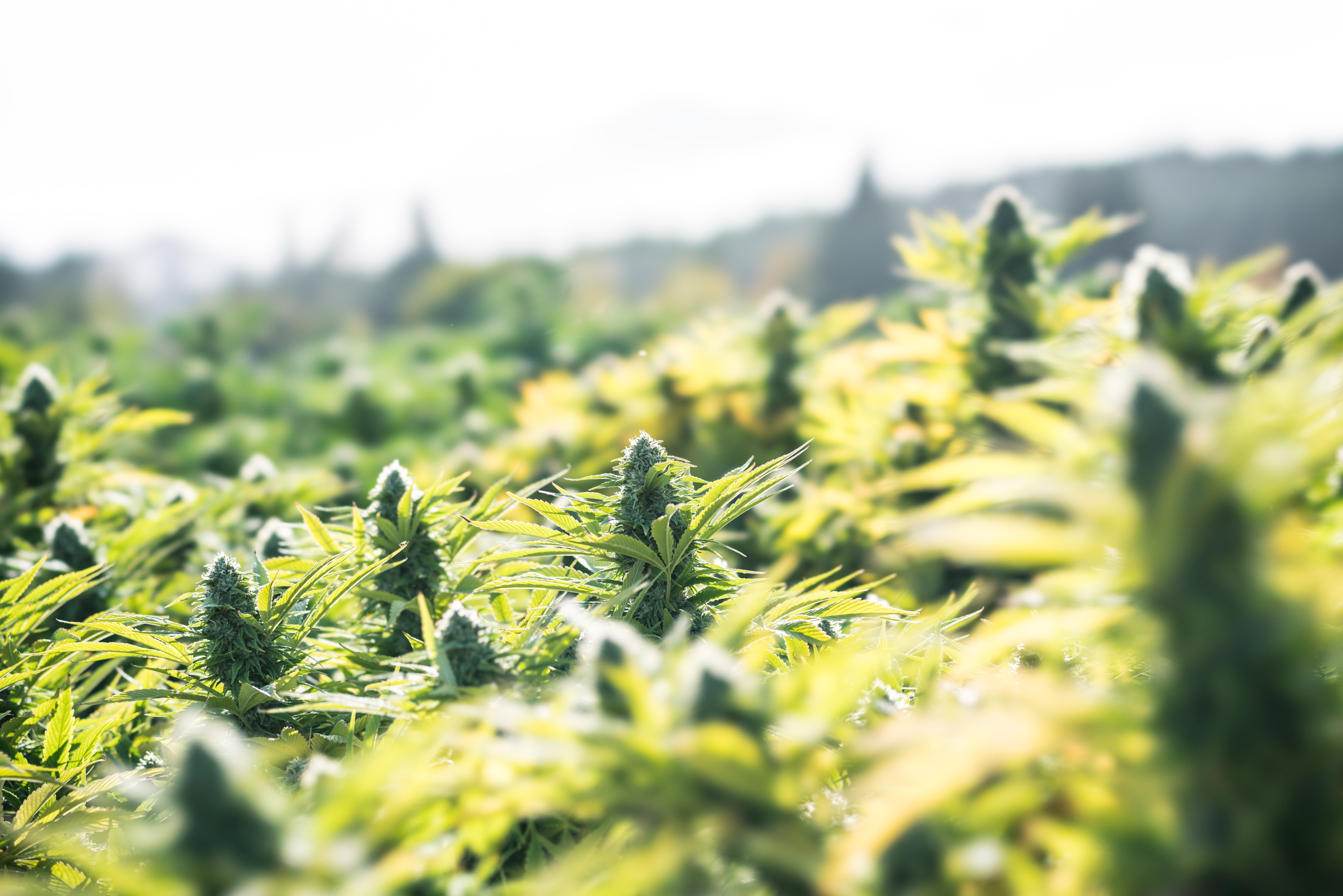 Our Delta 9 THC gummies are made from quality cannabis. Our Delta 9 THC gummies have no animal products and are gluten free..