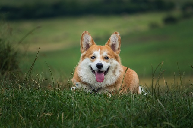 dog, pet, corgi