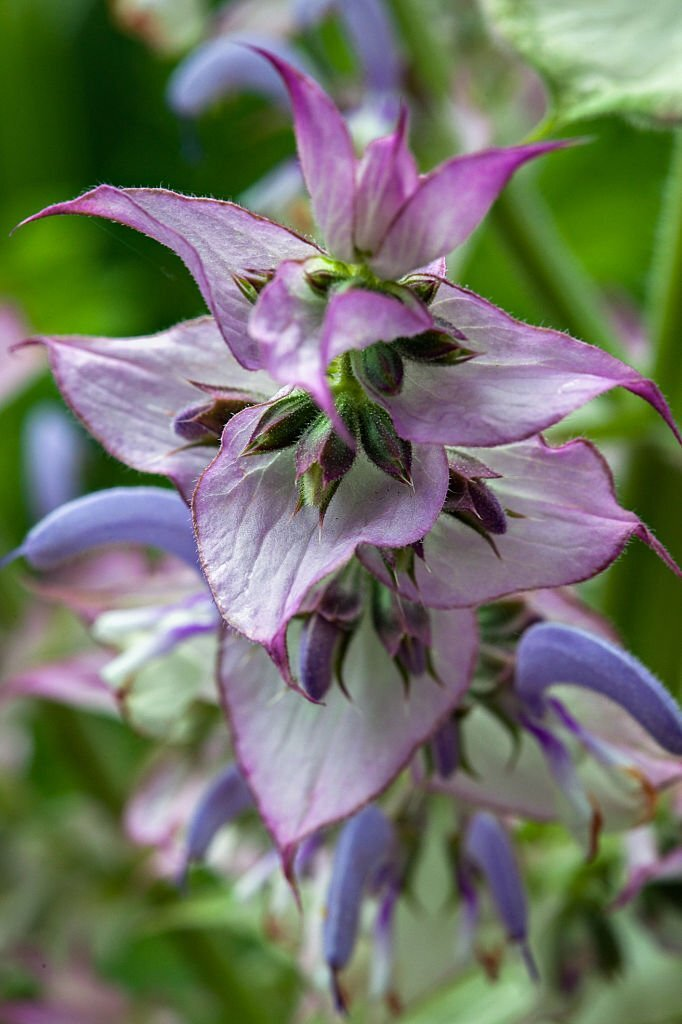 Clary Sage