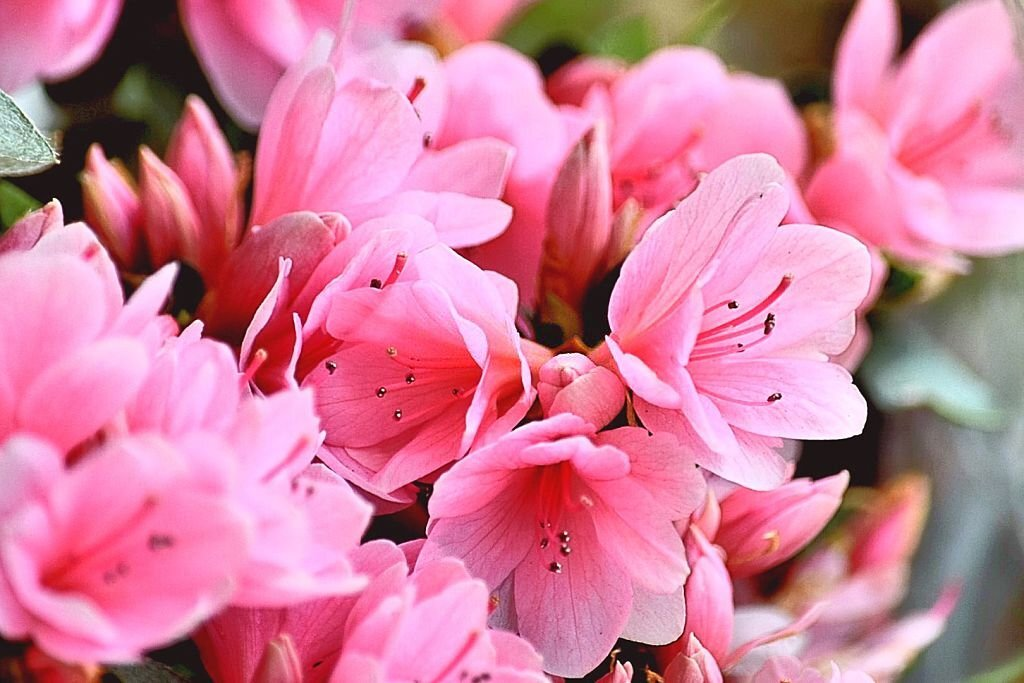 28 Beautiful Flower Names That Start With A 29