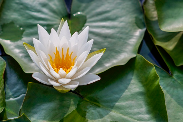 lotus, flower, pond