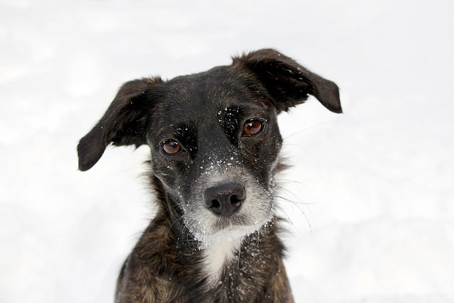 dog, portrait, black, snow, face, cute, funny, sweet, furry, hound, animal, pet, nature, canine, cocked, quizzical