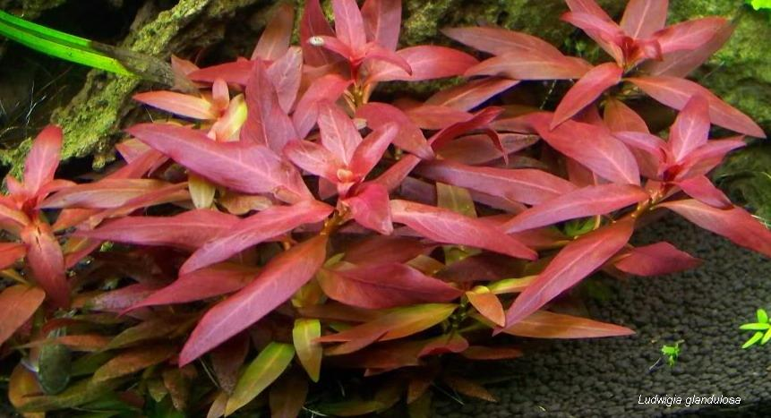 rotala rotundifolia