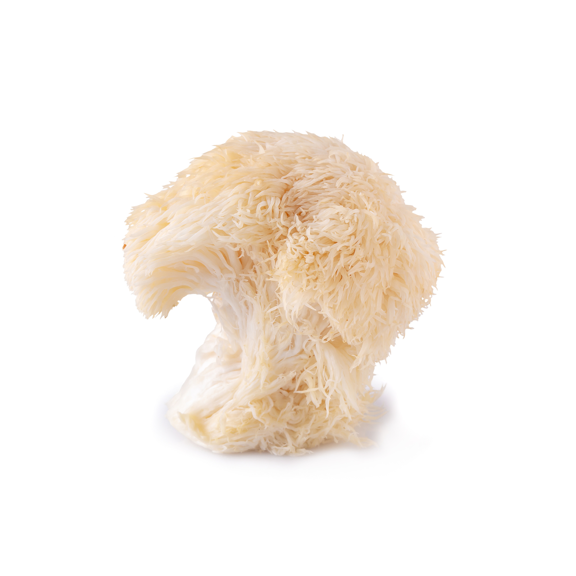 Lion's mane mushroom, lion's mane medicinal mushroom
