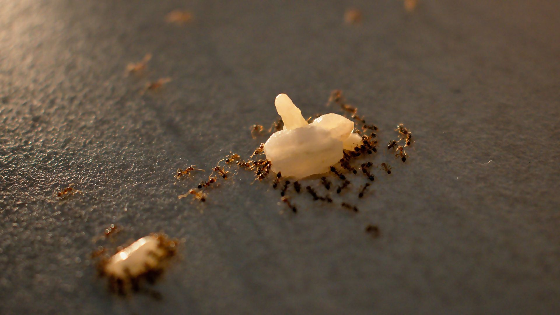 An image of small brown ants eating clumps of rice on a black background.