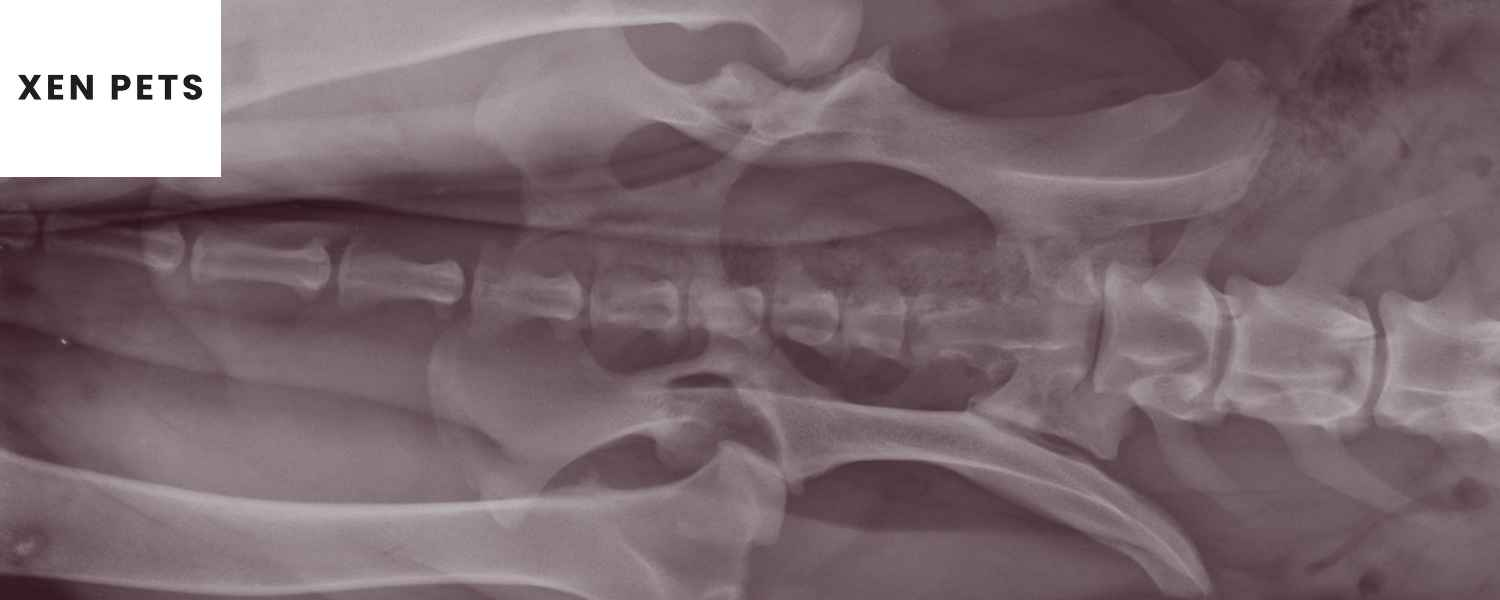 x rays of dog's joints