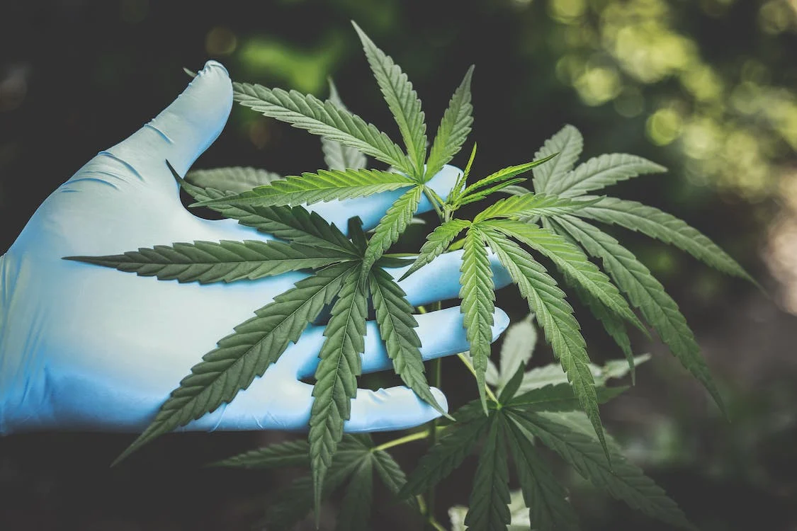 medical marijuana, flowering plants