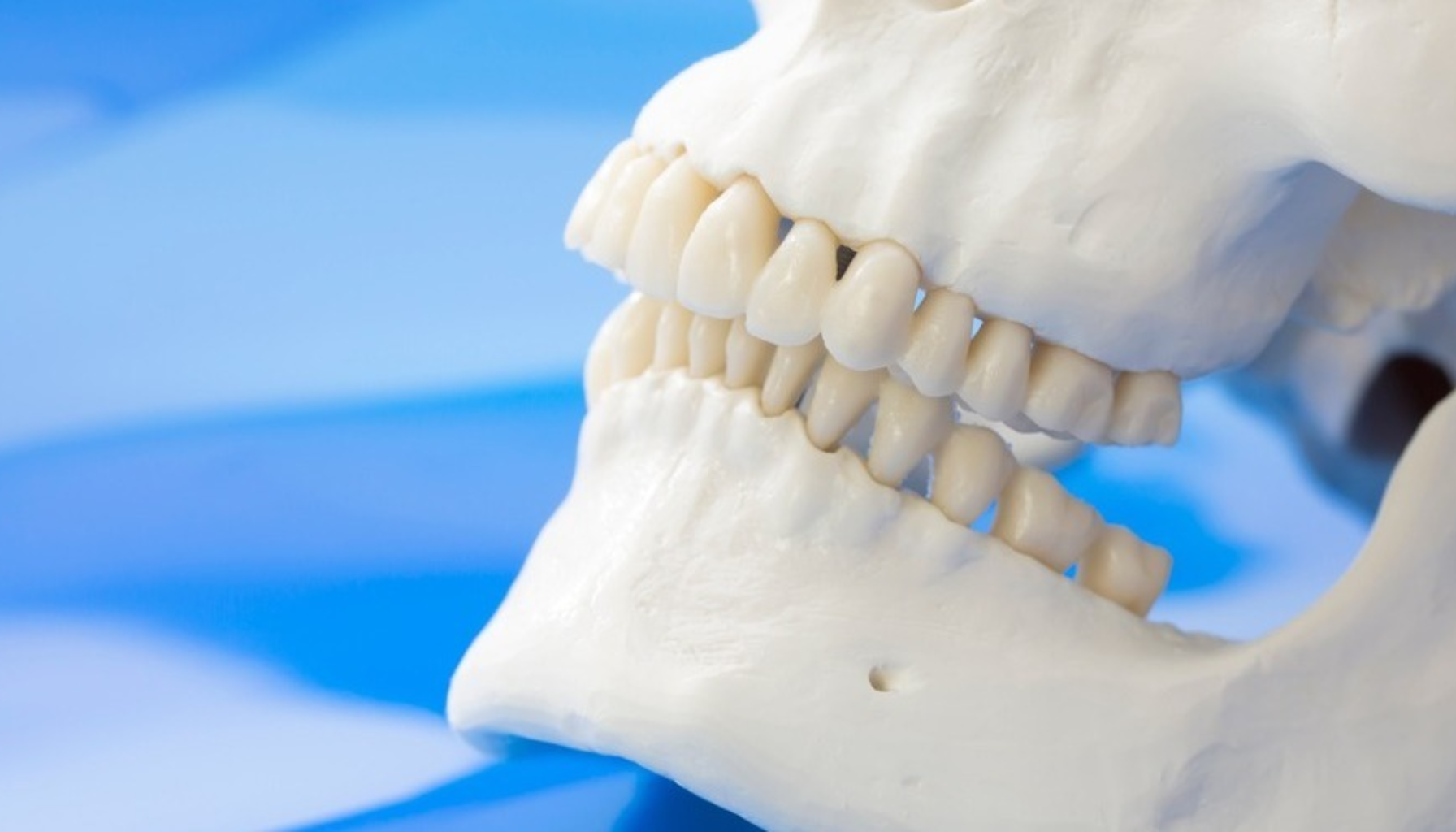 Skjelett og Tenner: Når Beinhelse Påvirker Munnhelsen 11 Sidevisning av en menneskelig hodeskallemodell med detaljerte tenner og kjeve mot blå bakgrunn.