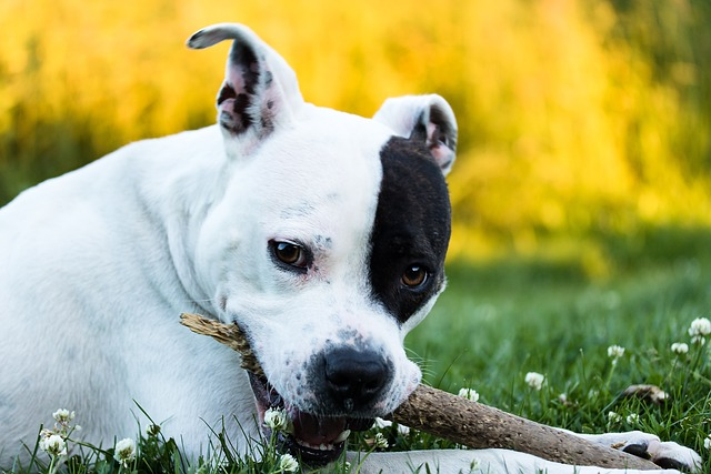 american stafford, american staffordshire terrier, dog