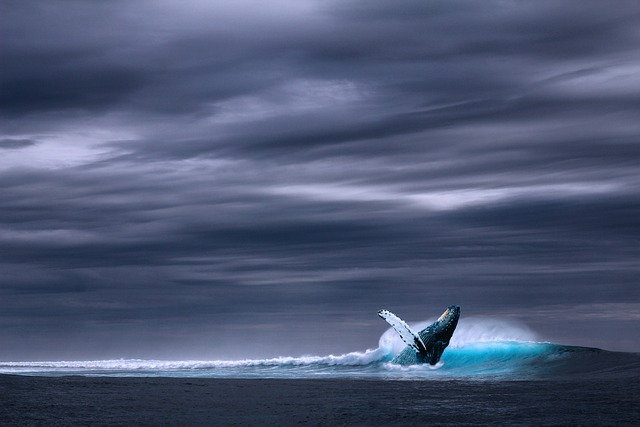 whale sayings