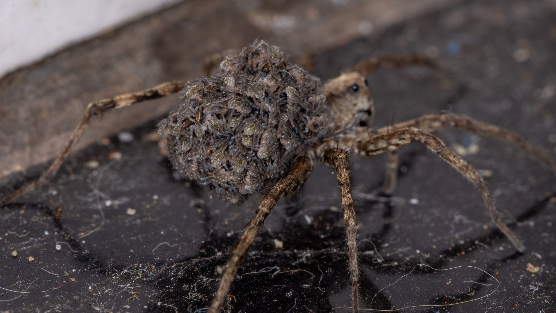 An image of a wolf spider carrying its young on its abdommen. 