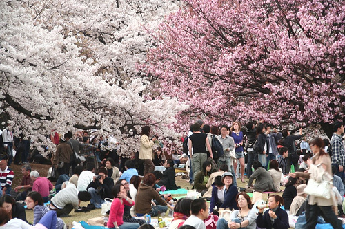 How Cherry Blossoms Hanami Festival is Celebrated in Japan