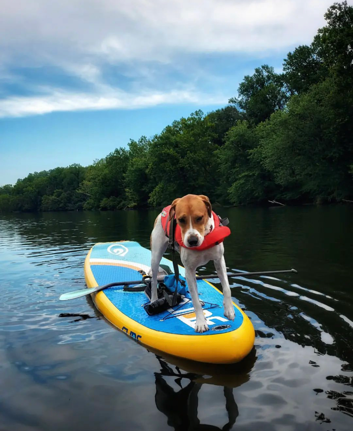 full deck pad helps when the dog jumps on the stand up paddle board