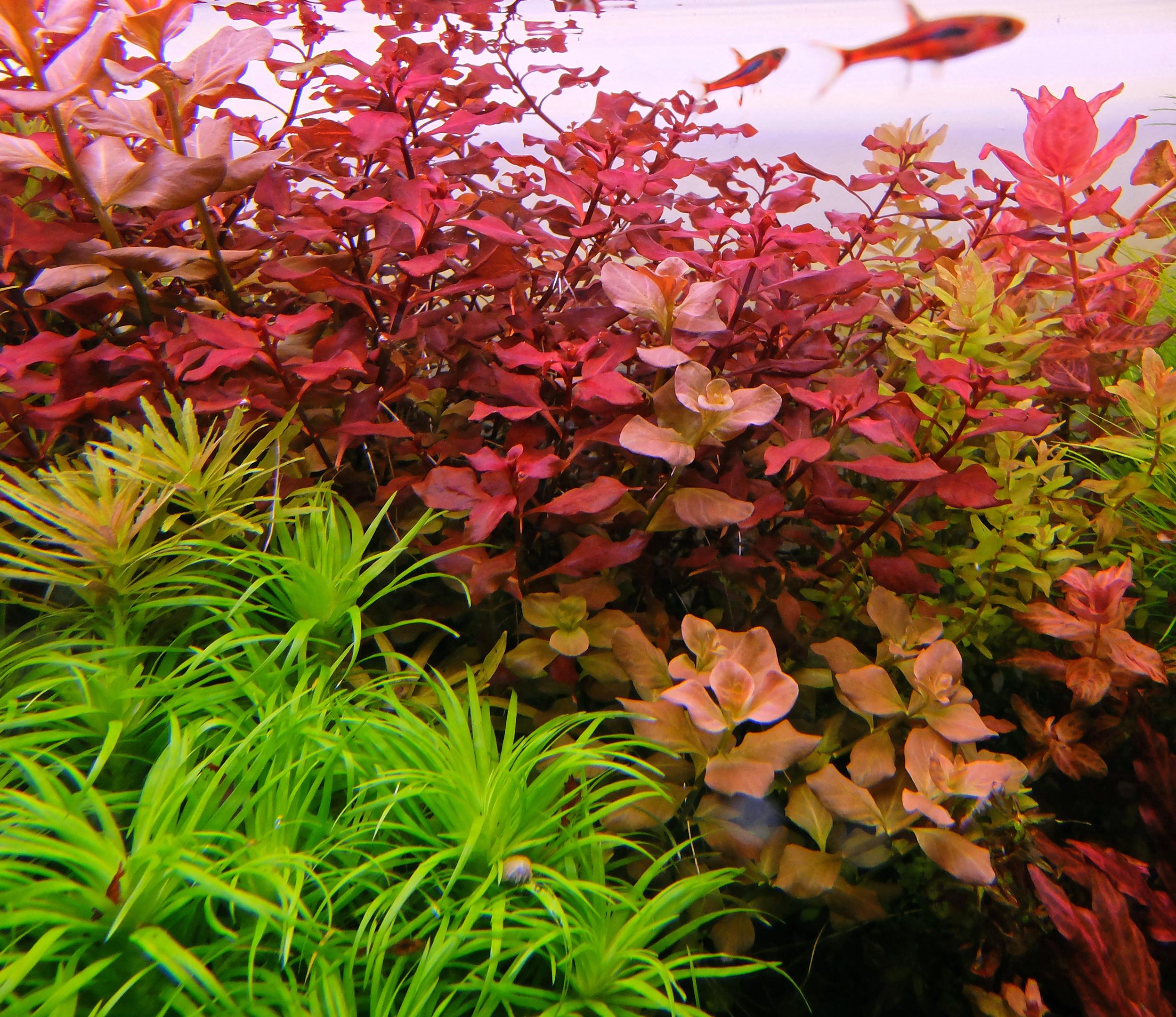 Close-up of aquarium stem plants: Ludwigia super red, Syngonanthus species and Ludwigia ovalis