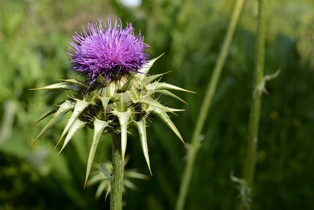 pickled thistle, plant, nature