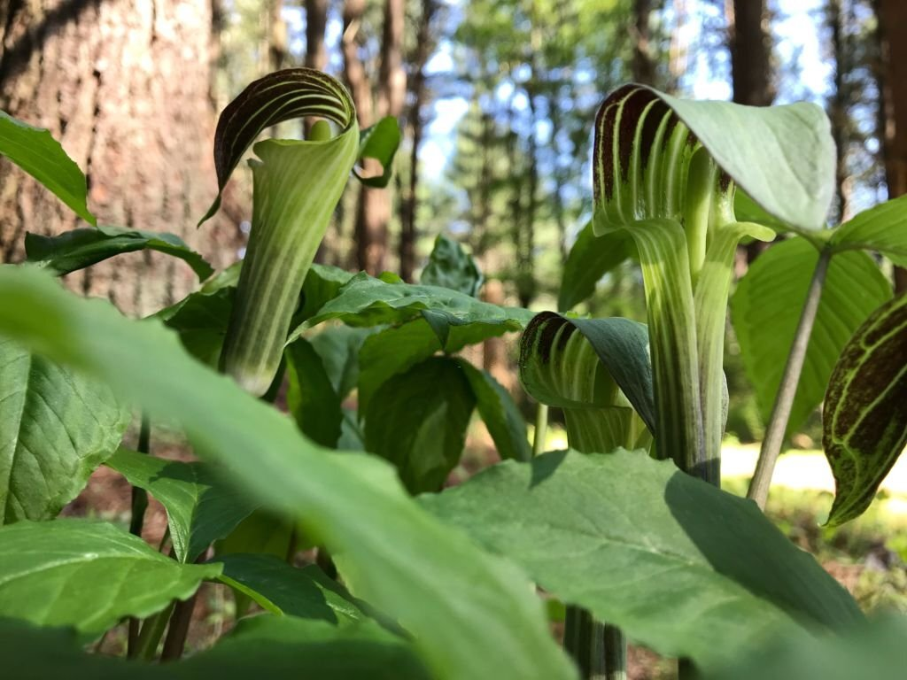 Jack in the Pulpit