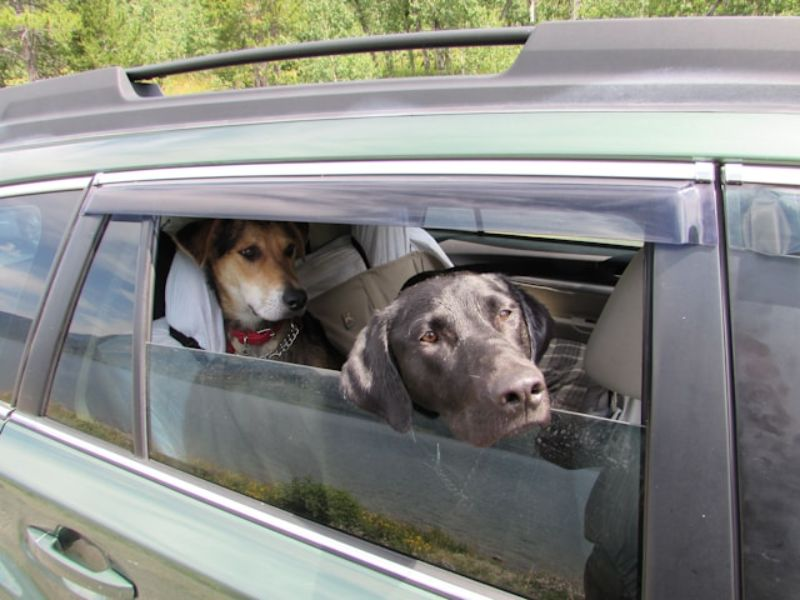 Black And Brown Dogs Inside A Car