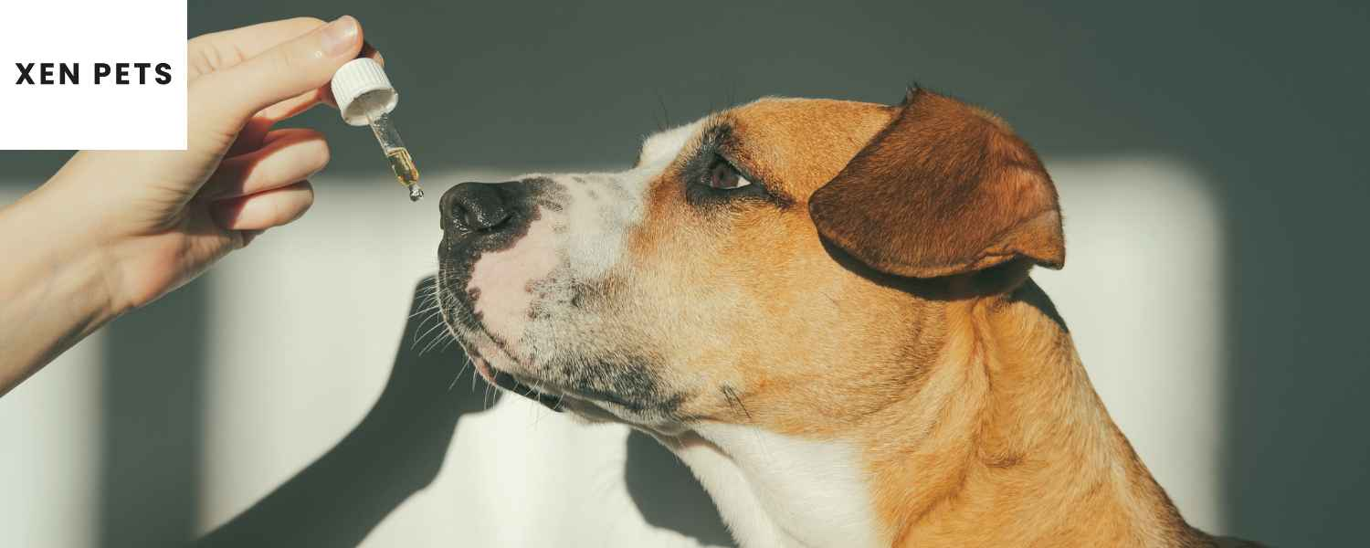 hemp oil for dogs