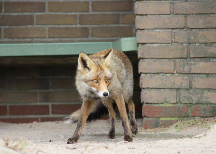 A fox in an urban area, looking for food